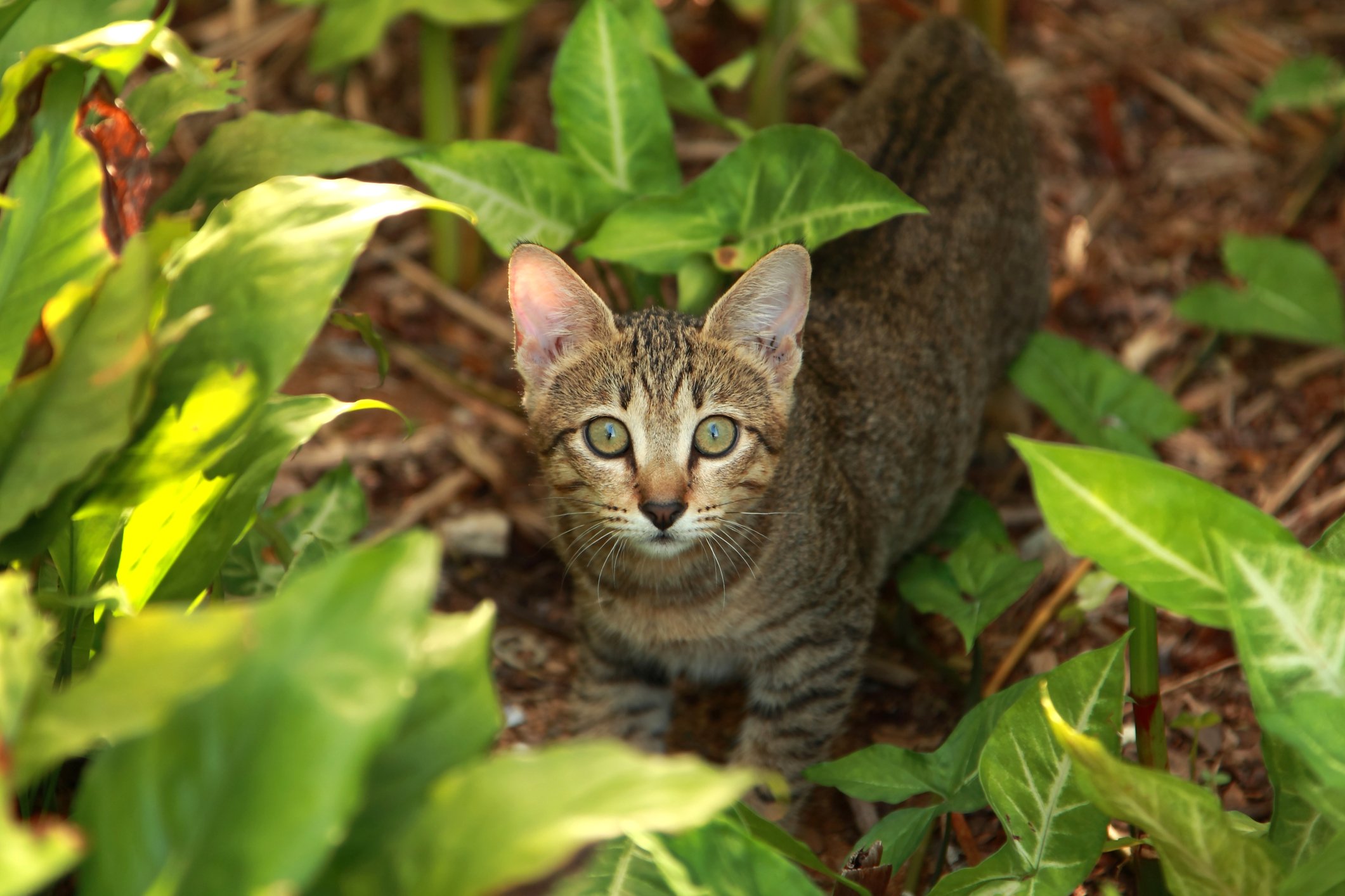 cytauxzoonosis in cats