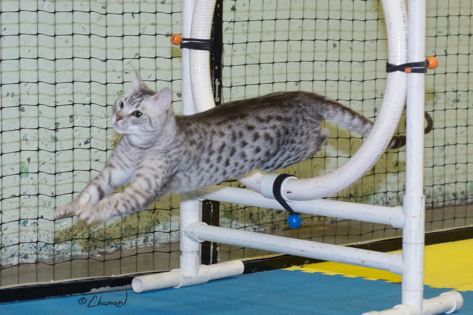 Getting Involved In Feline Agility - Tufts Catnip