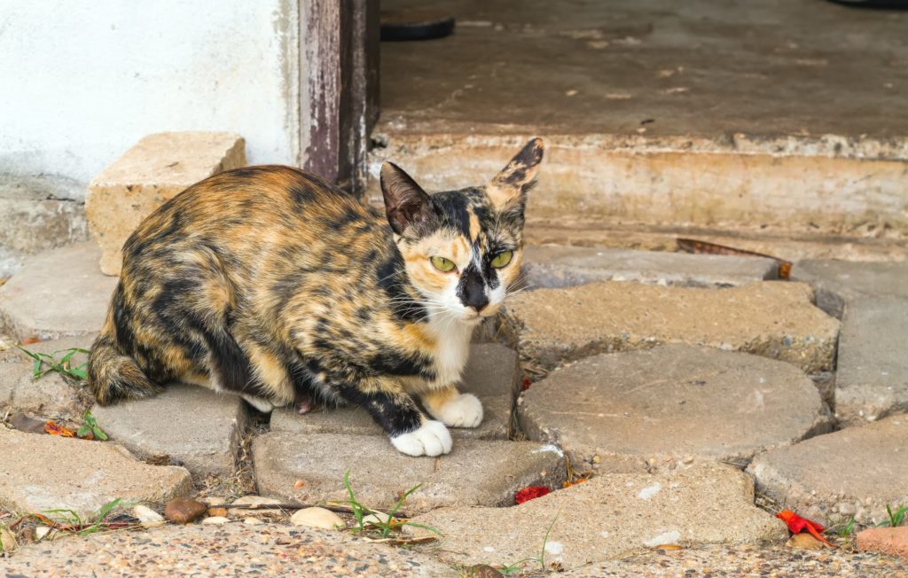 Kitten with a Prolapsed Rectum - Tufts Catnip