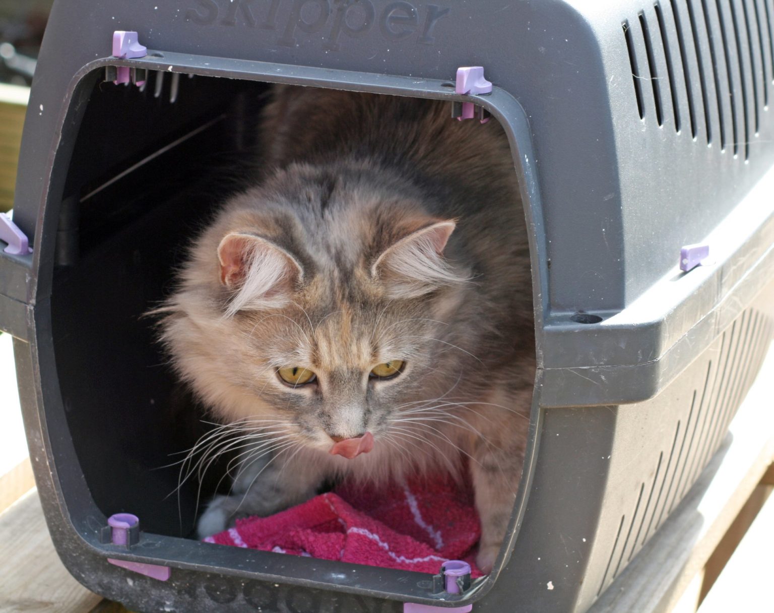 how-to-combat-car-sickness-in-cats-tufts-catnip