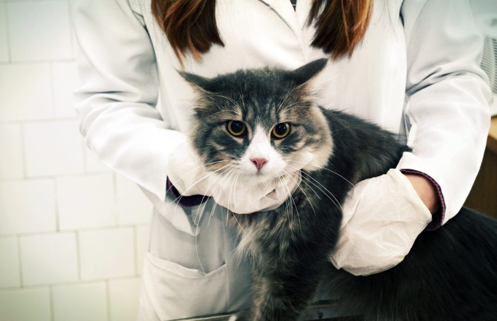 Understanding Ascites in Cats - Tufts Catnip