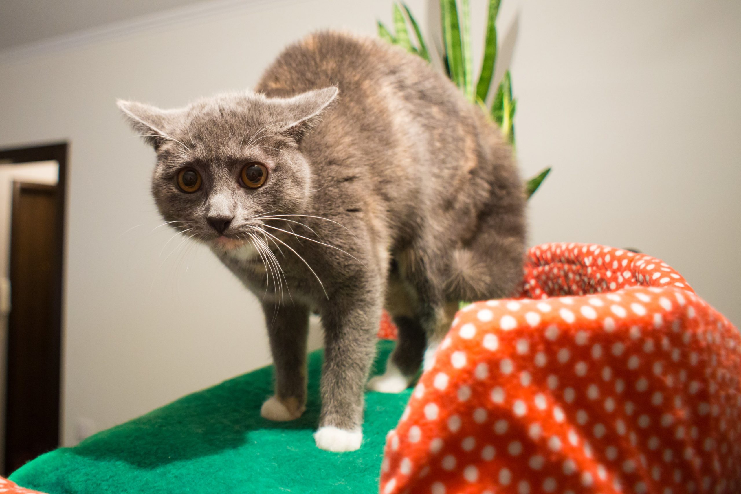 Anti anxiety for store cats