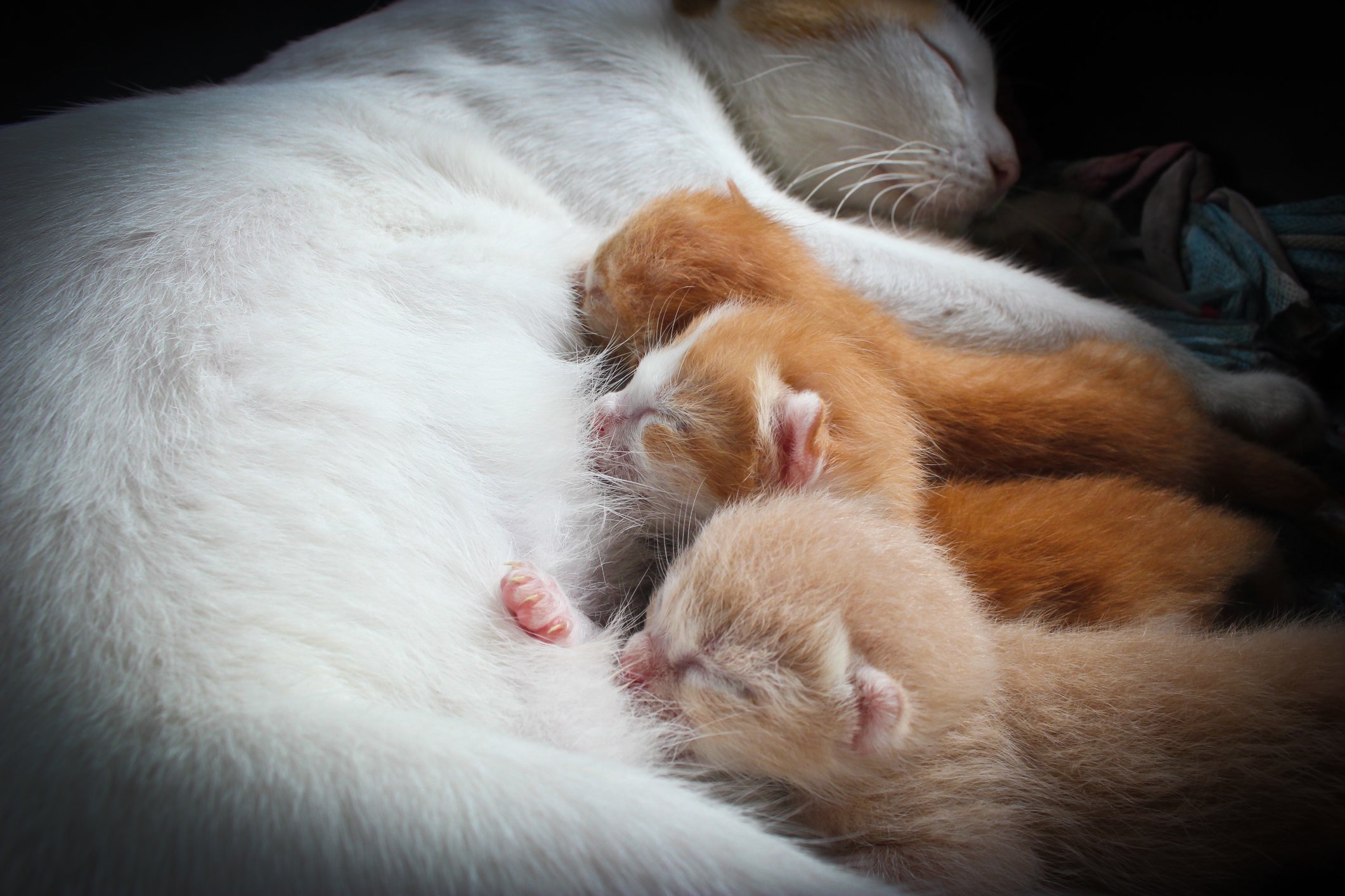 How old until kittens are weaned best sale