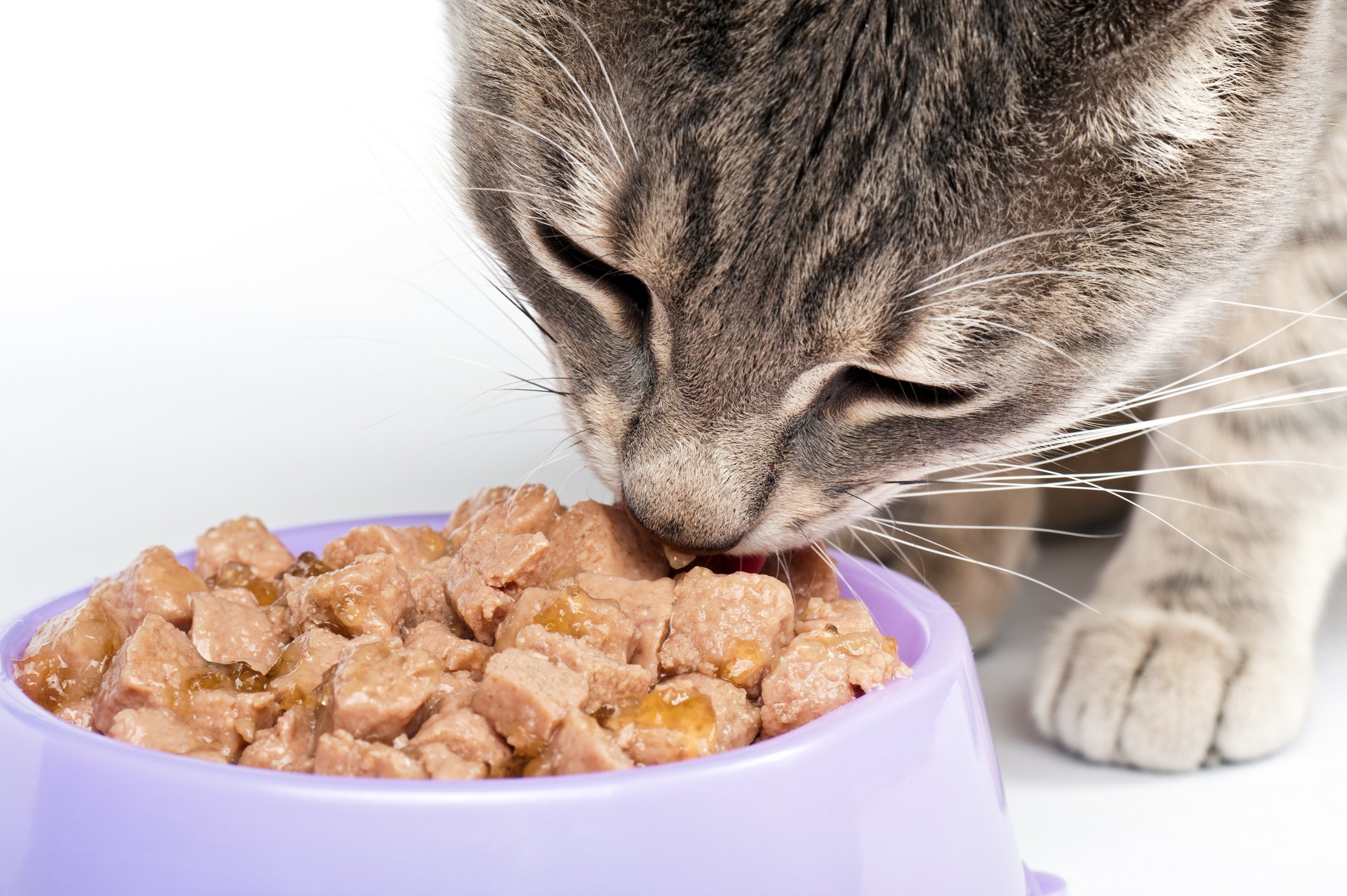 Feeding the Cat With FLUTD Tufts Catnip