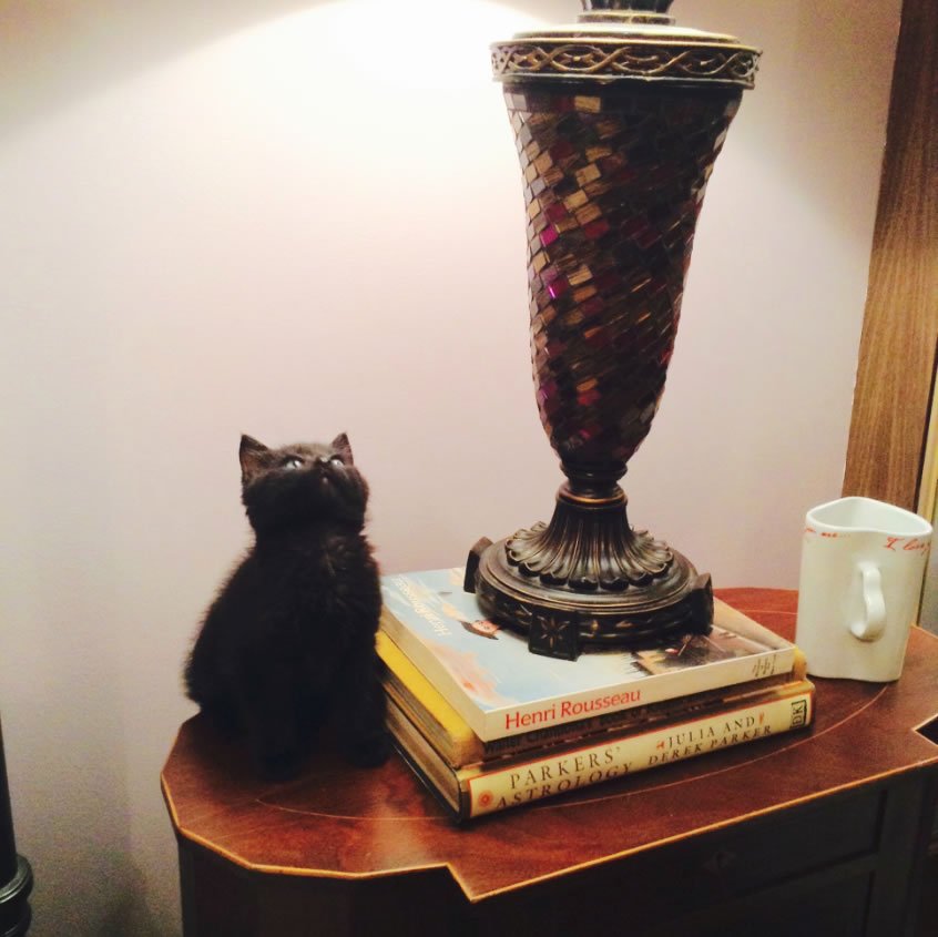 Cat near lamp