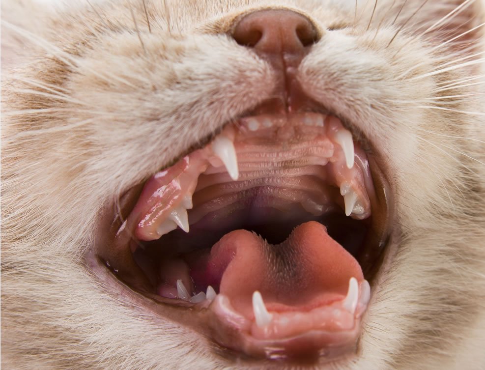 Your Kitten’s “Baby” Teeth