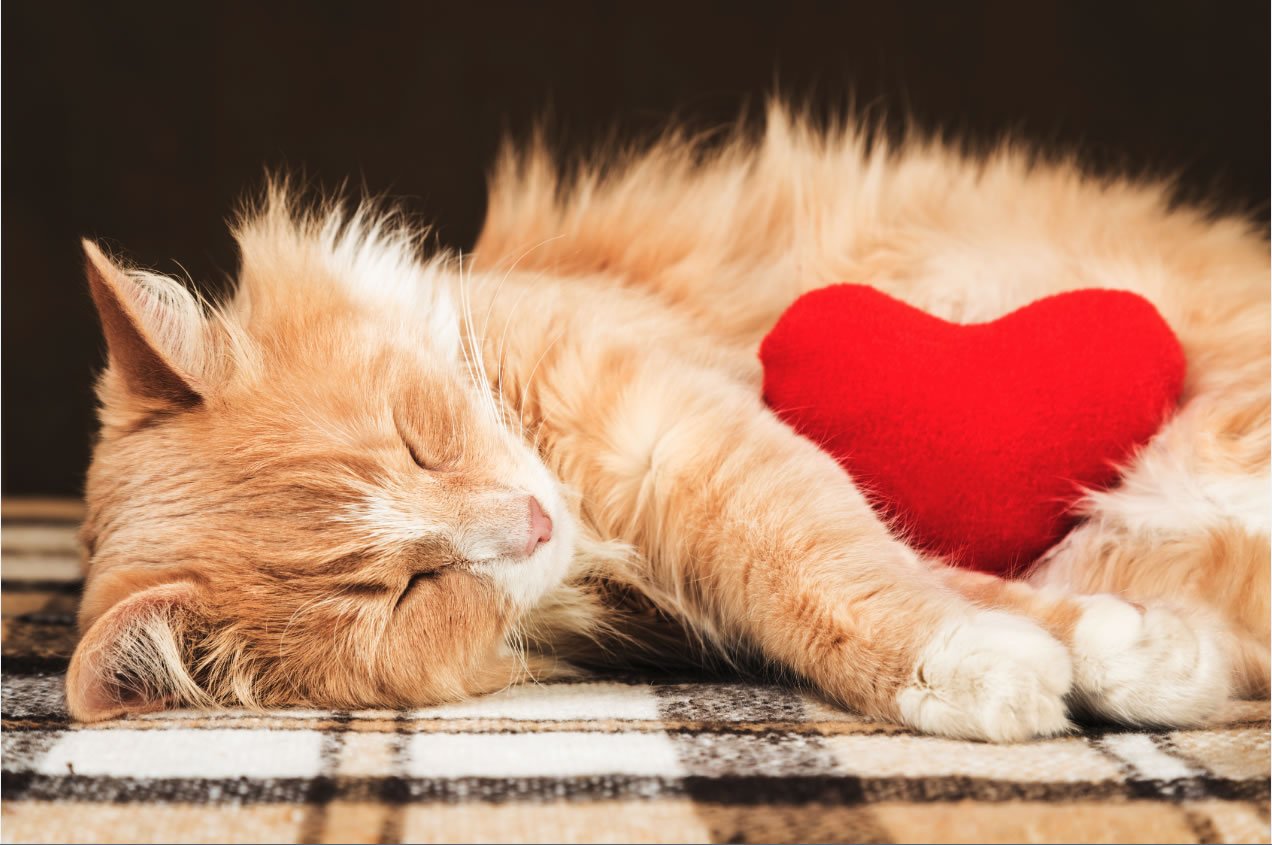 Cat and heart