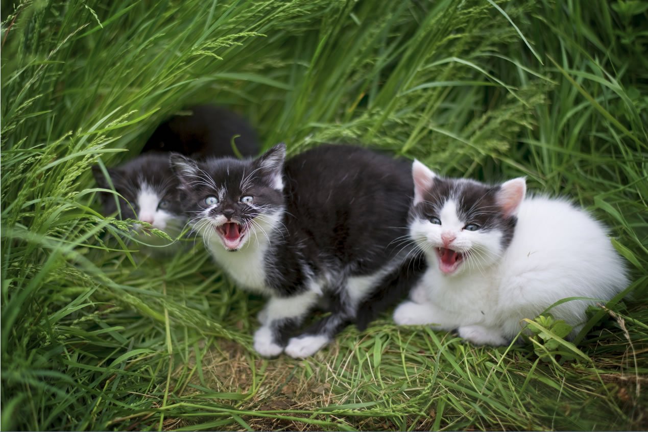 Kittens