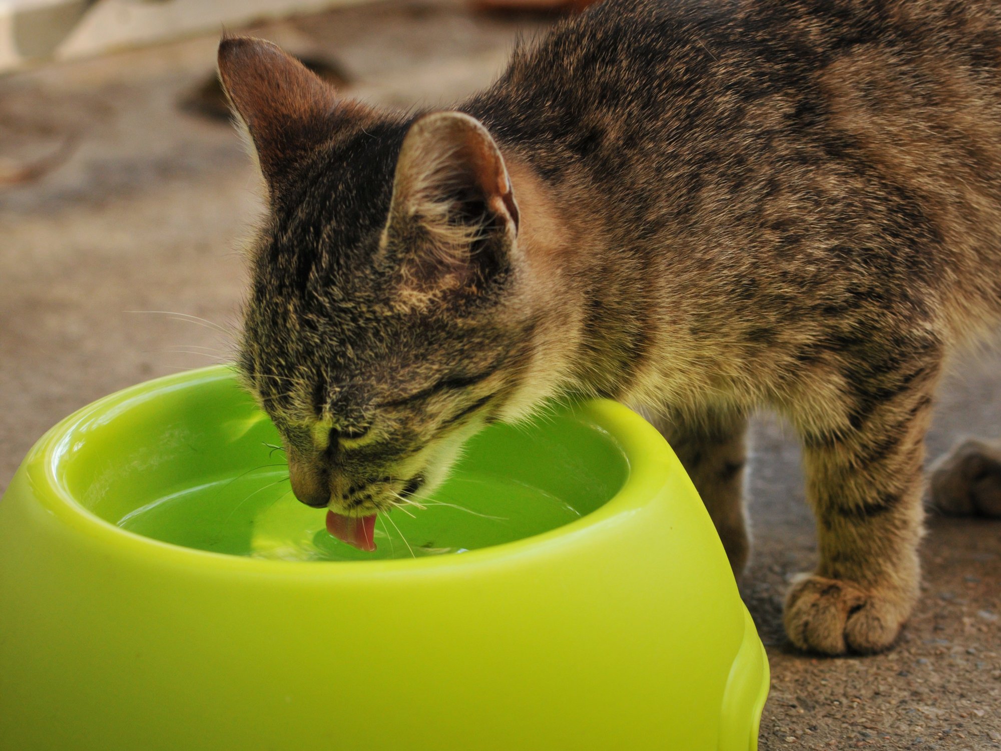 Cat urinary stones