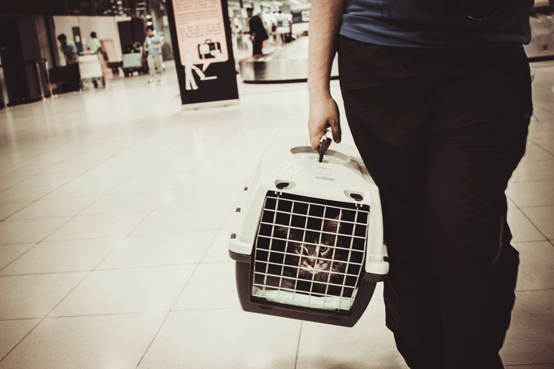 Cat travel airport