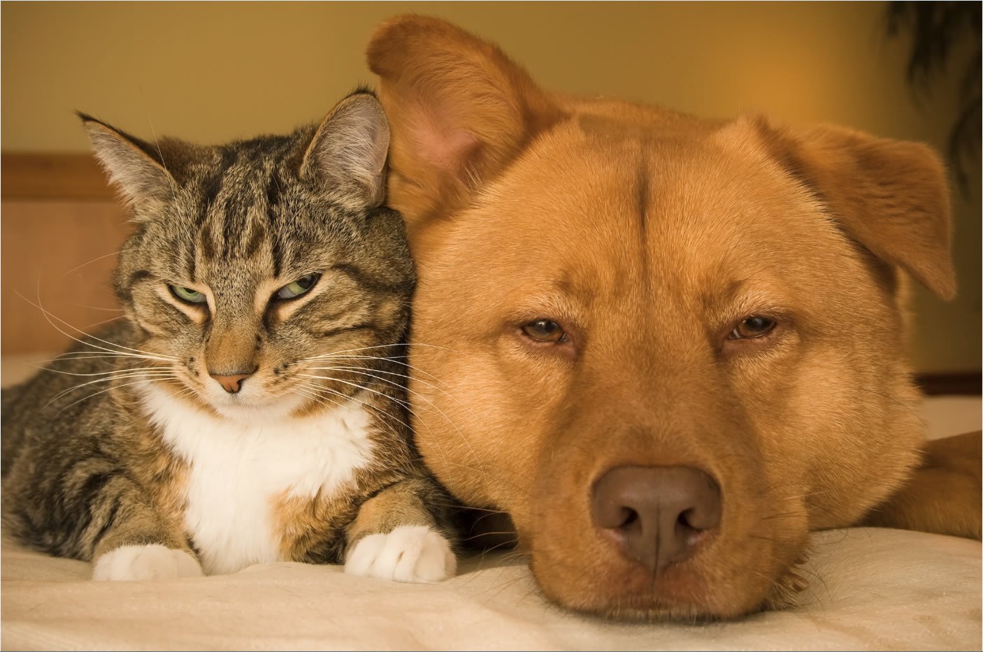 cat and dog