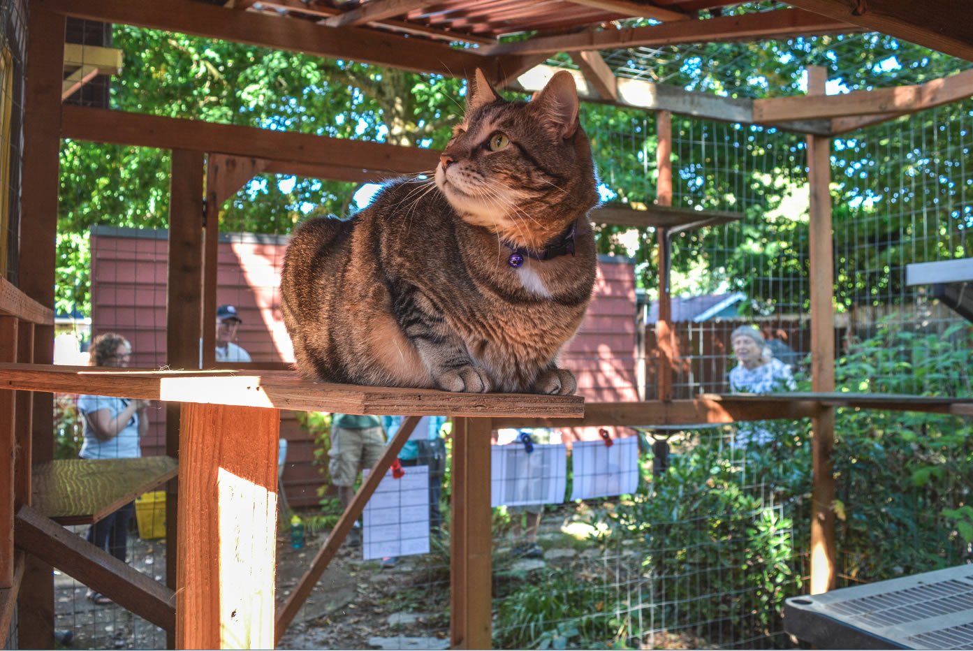 Catios Come Into their Own Tufts Catnip