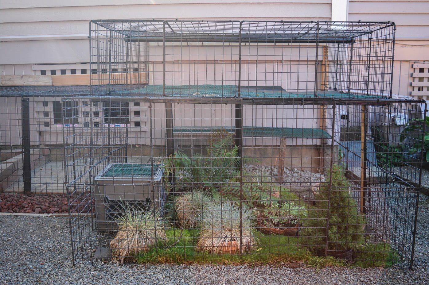 Catio Tour