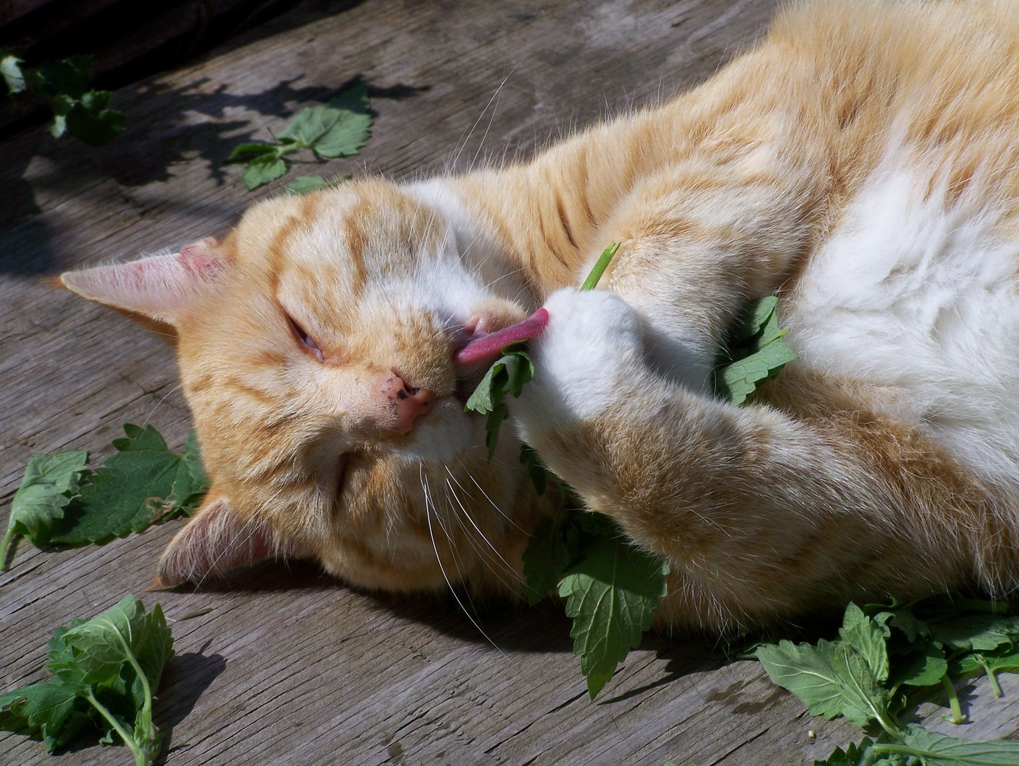 Catnip