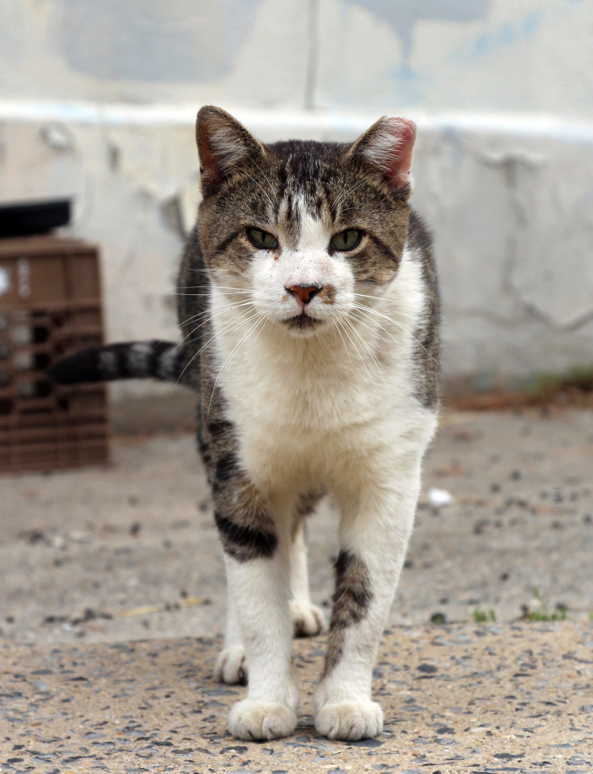 How To Get Involved In Tnr Tufts Catnip