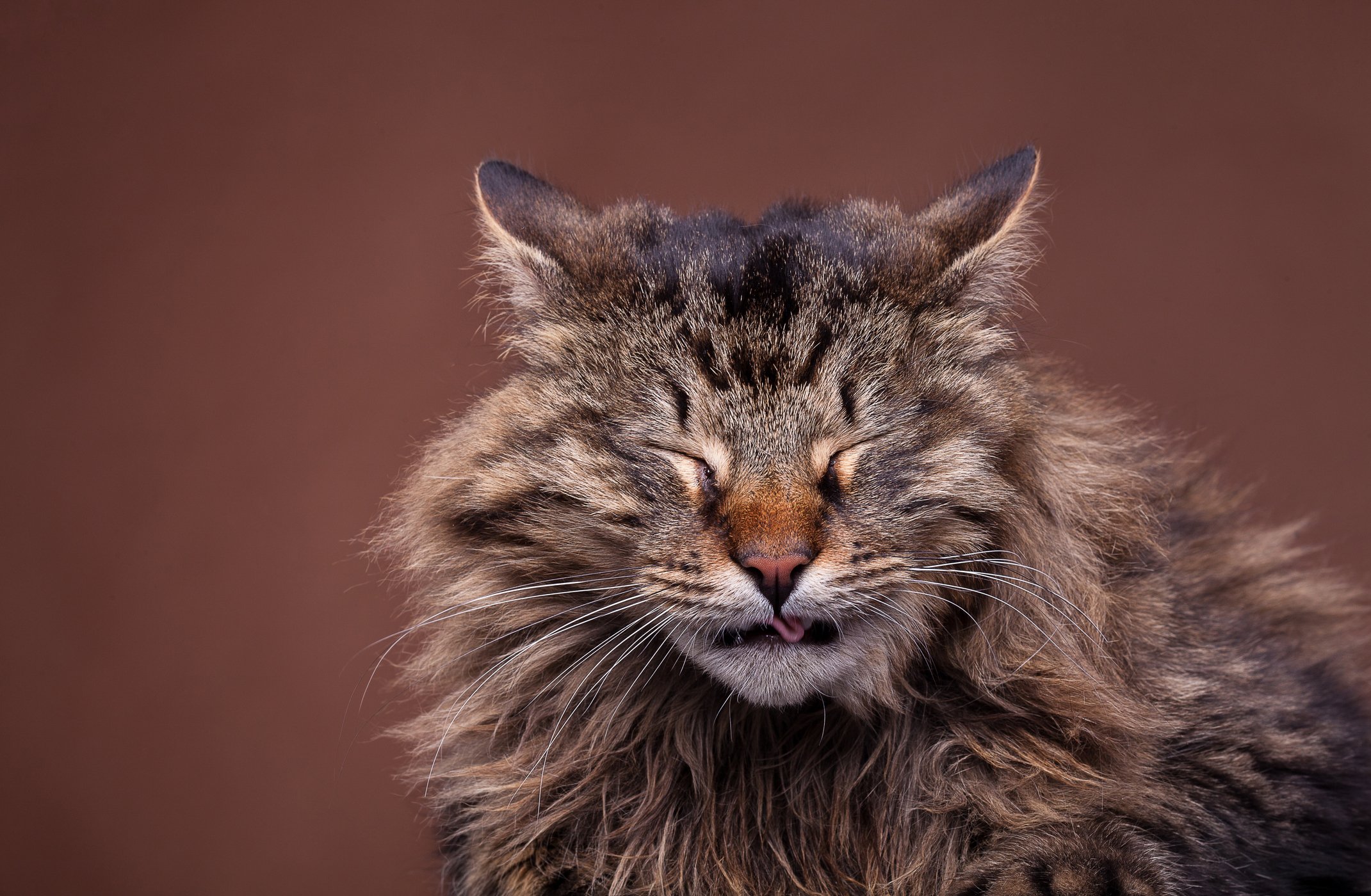 Understand Feline Nasal Disorders Tufts Catnip