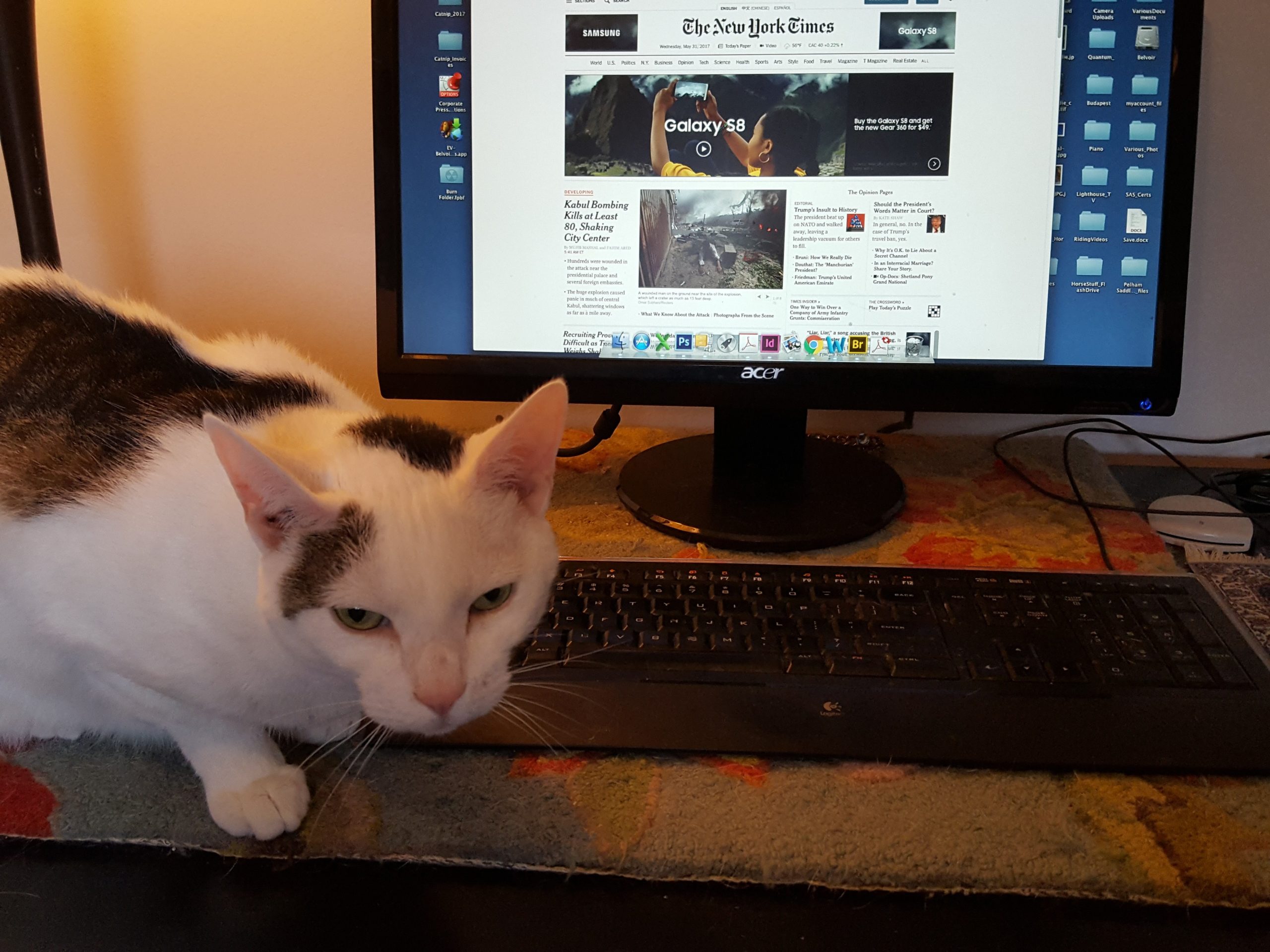 cat laying on keyboard