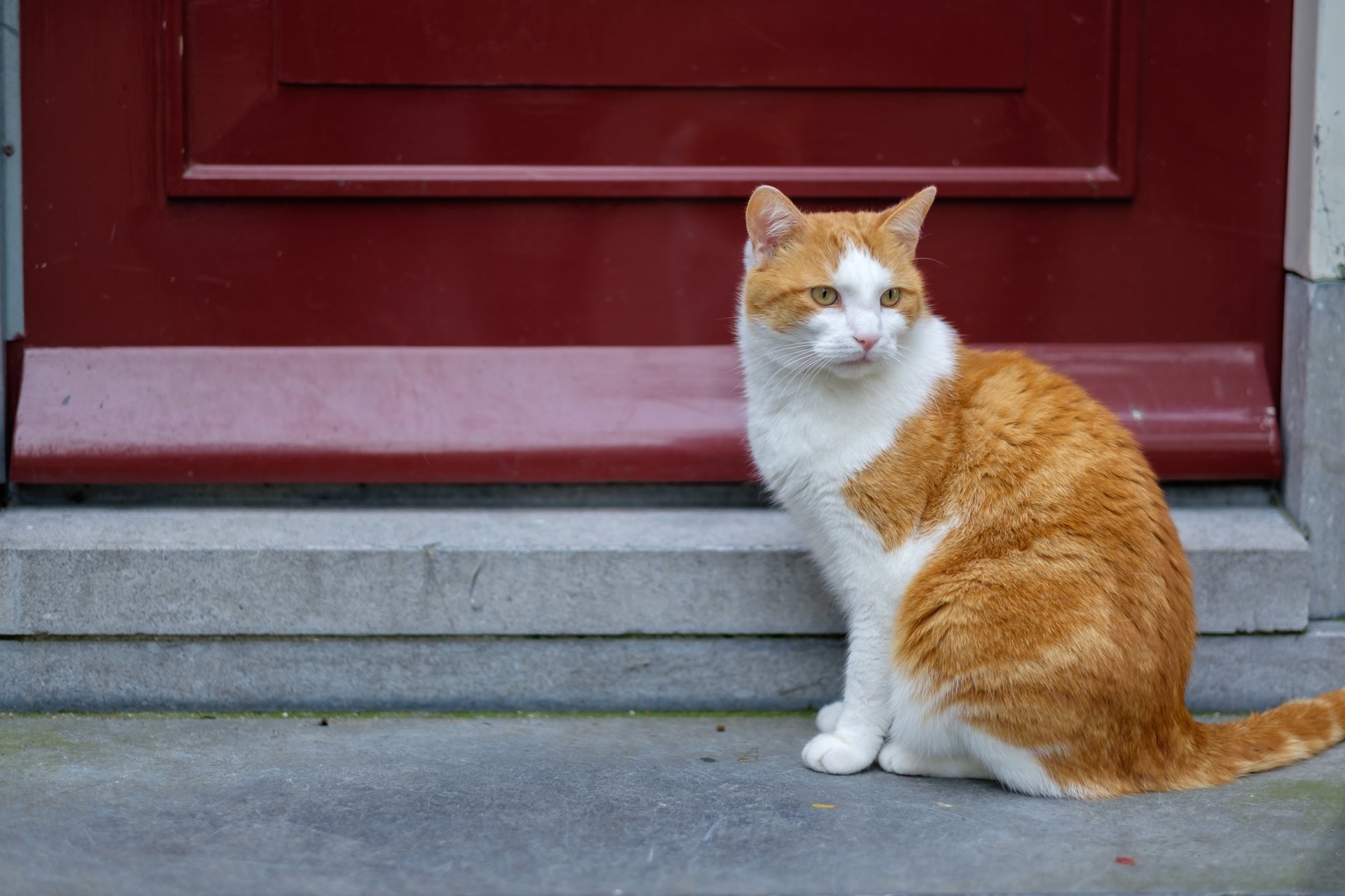 neighborhood stray cat