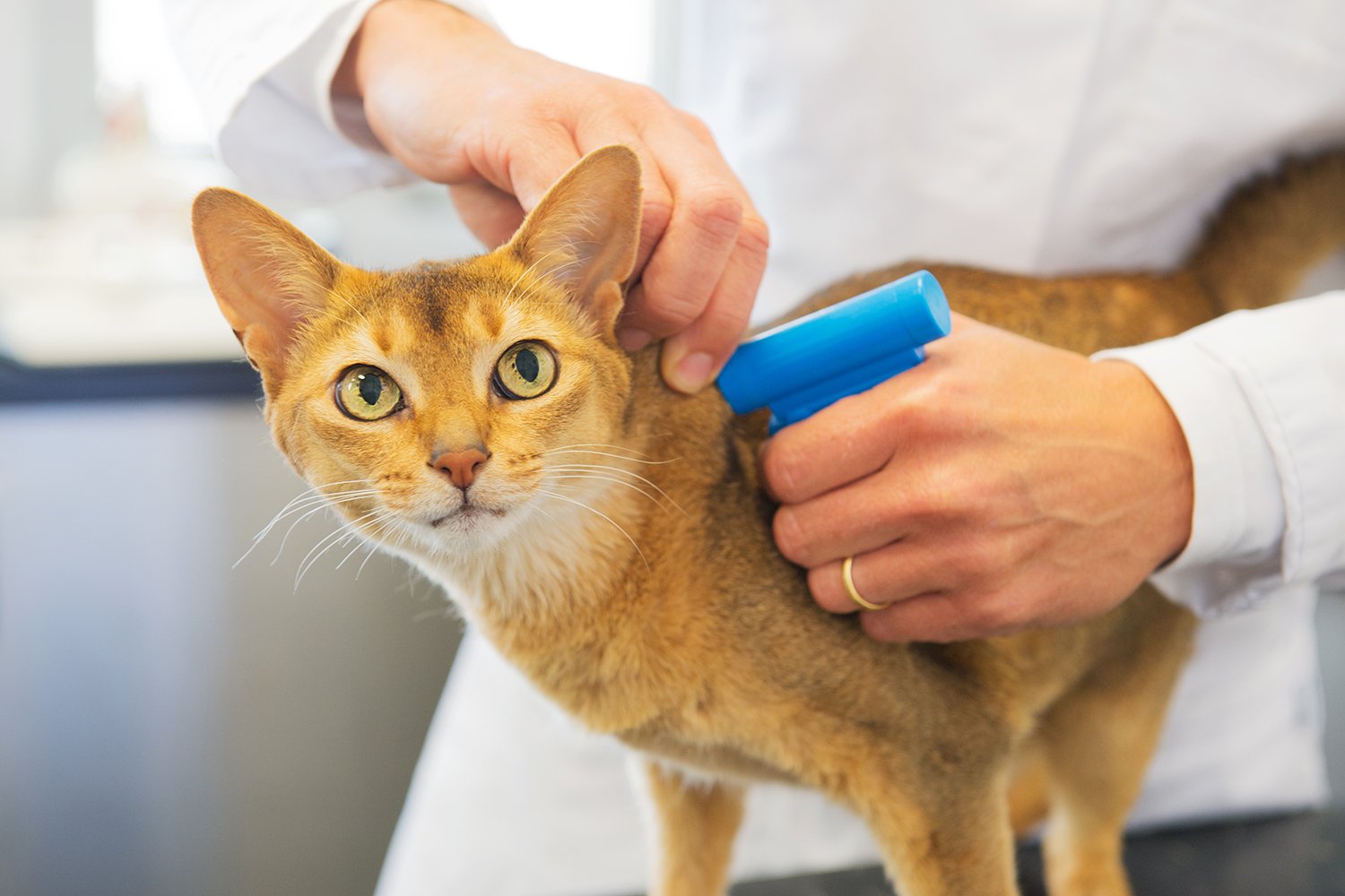 Cat with Microchip