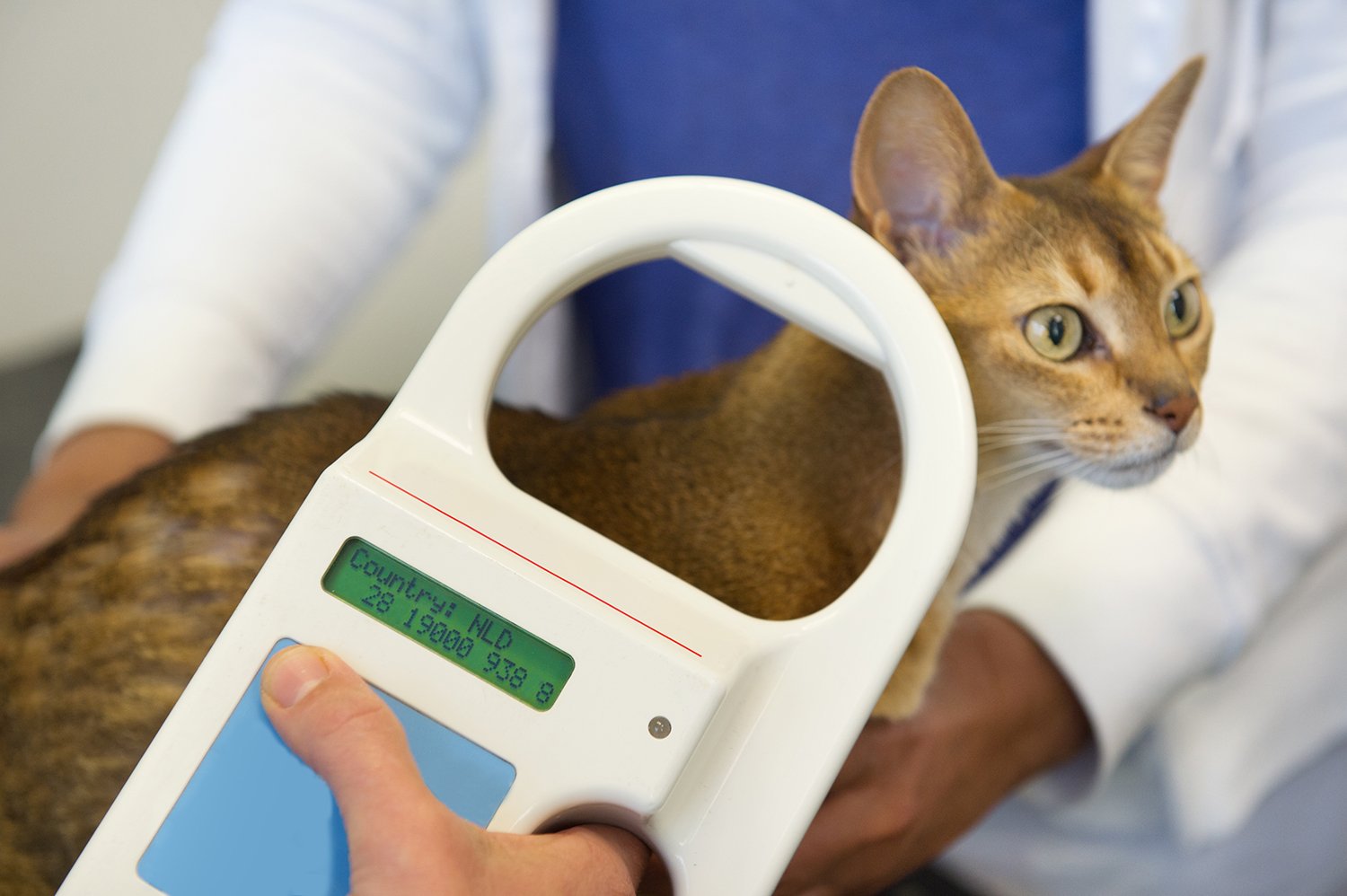 Cat with Microchip