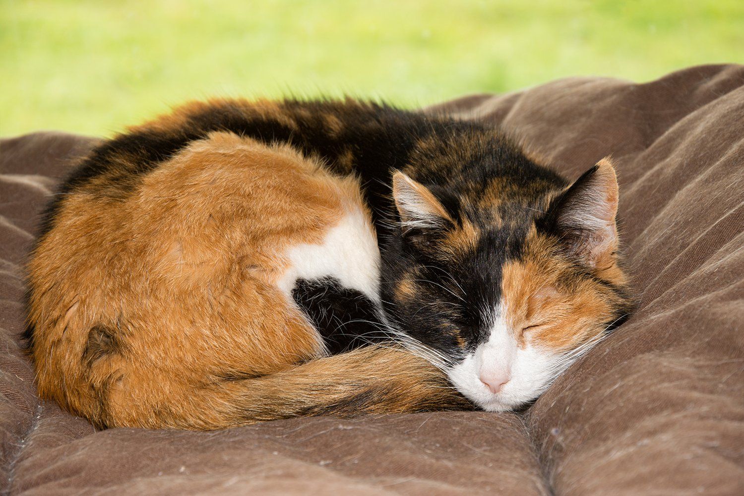 Cats Recognize Their Own Names--Even If They Choose to Ignore Them