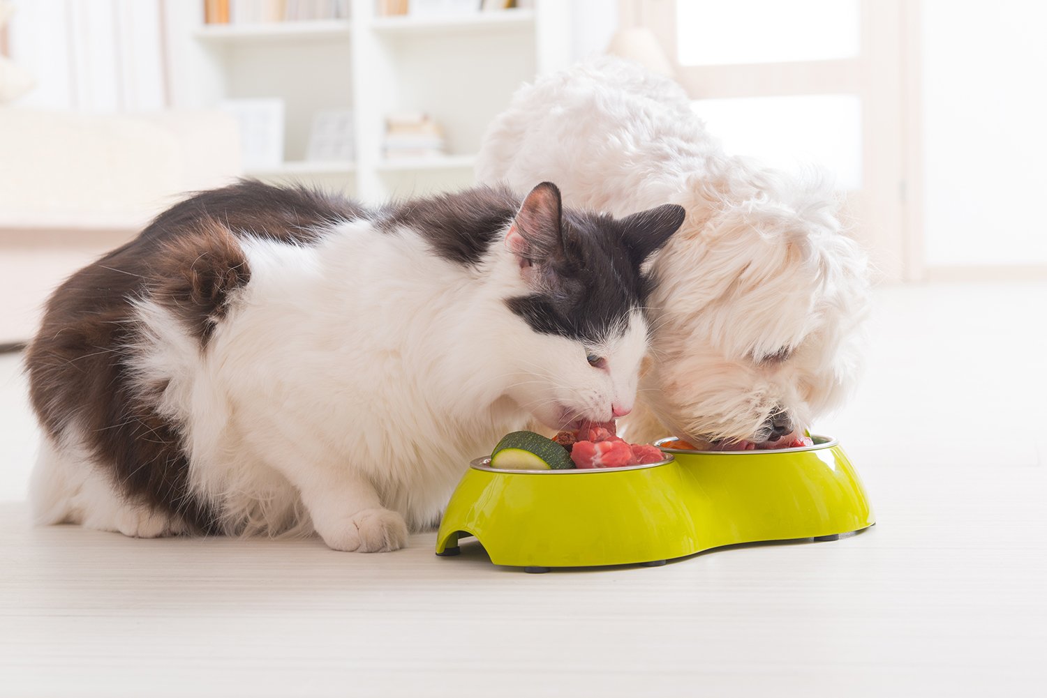 Cat and dog eating food