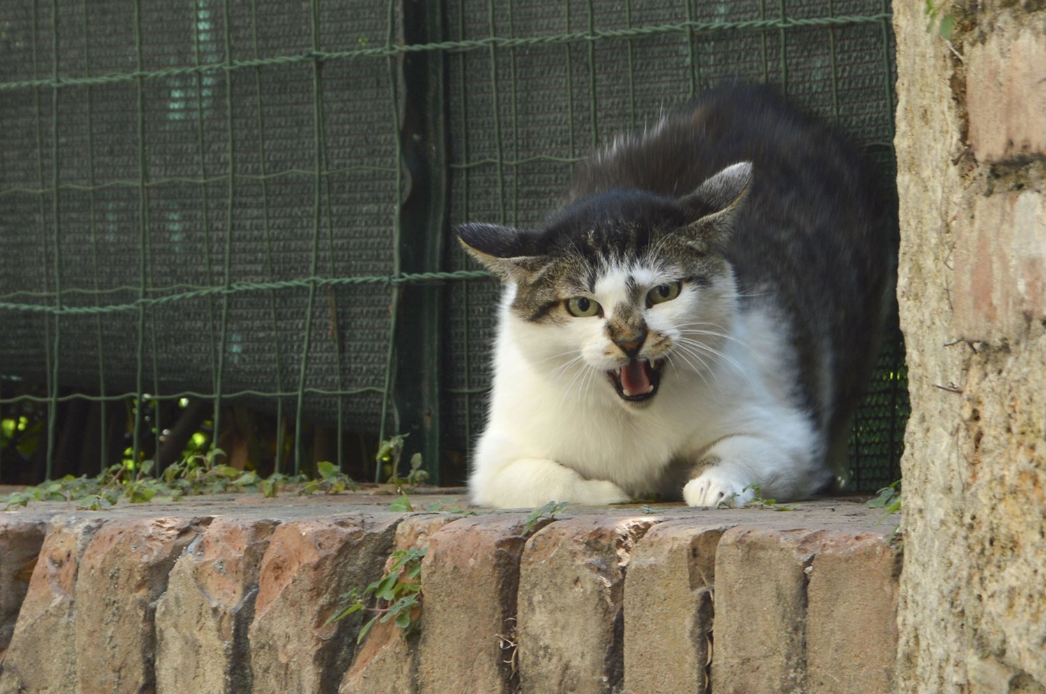 angry cat on a fence