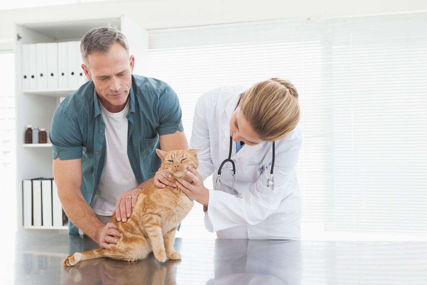 Cat and Vet