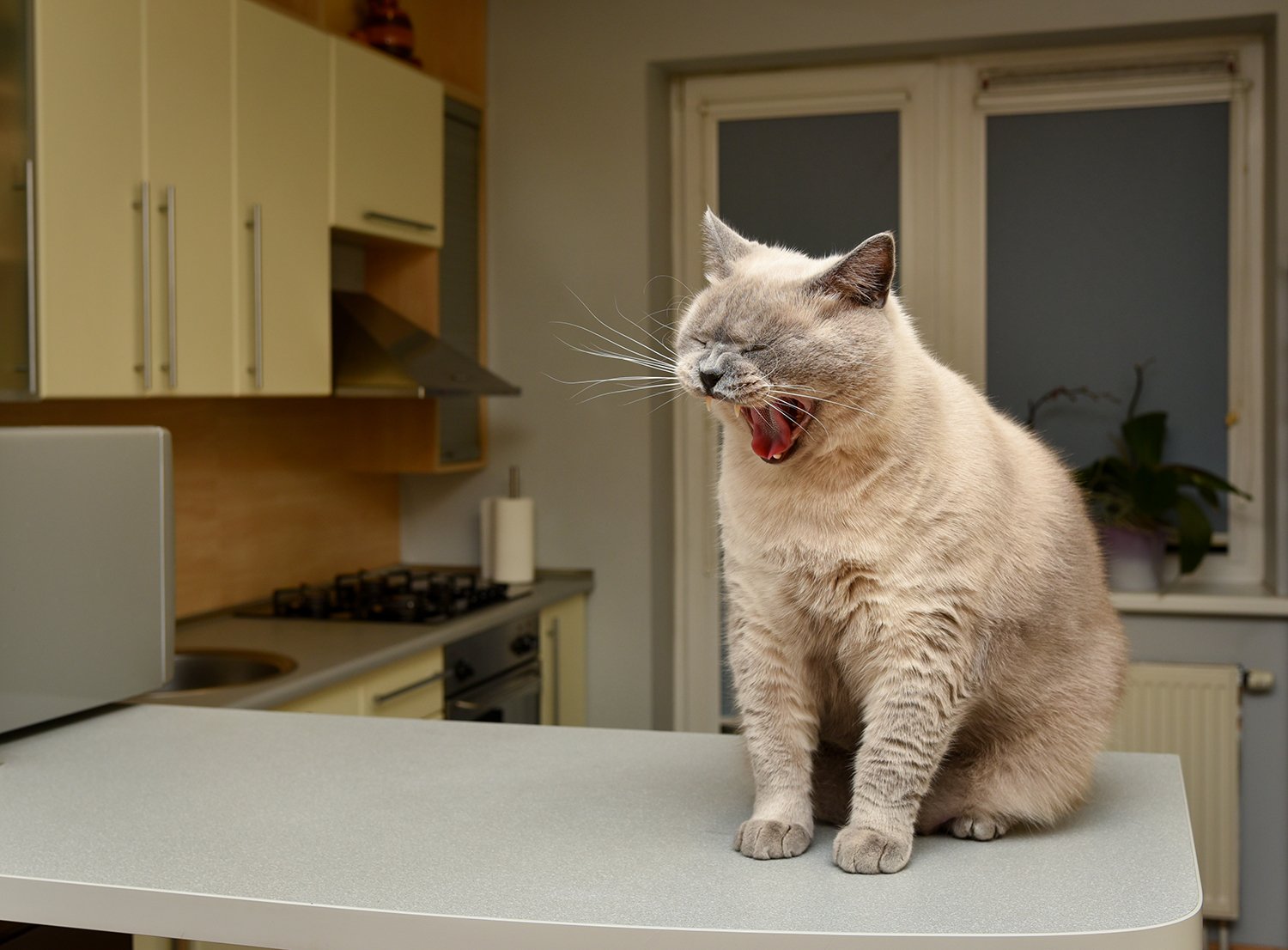 Cat on counter