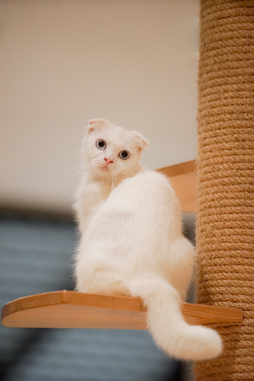 White cat