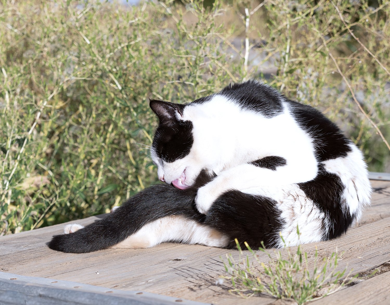 Cat dermatitis