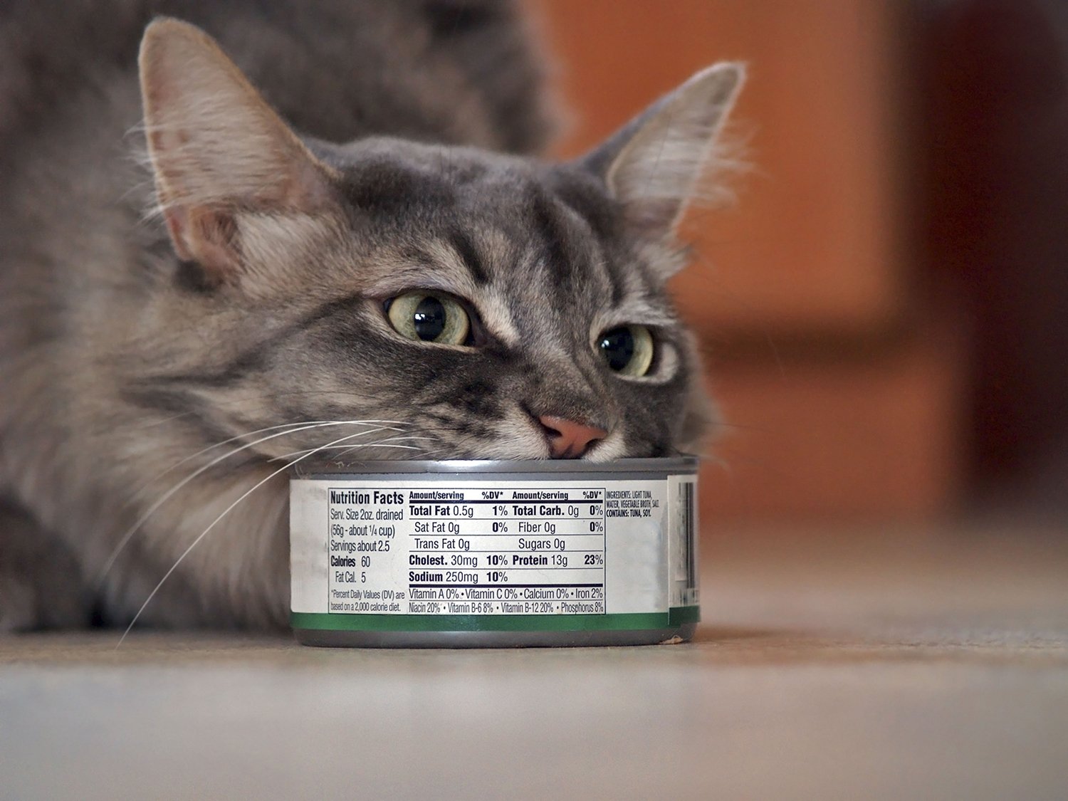 Cat and tuna