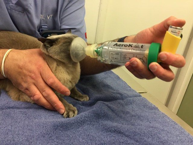 Cat inhaled 2024 liquid medicine