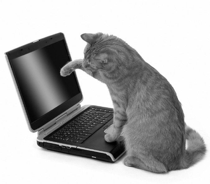 Cat on computer