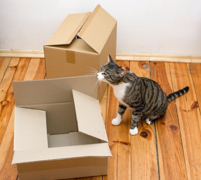 Cat with boxes