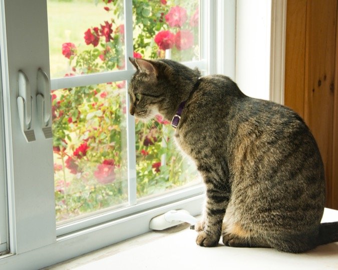 Cat at window