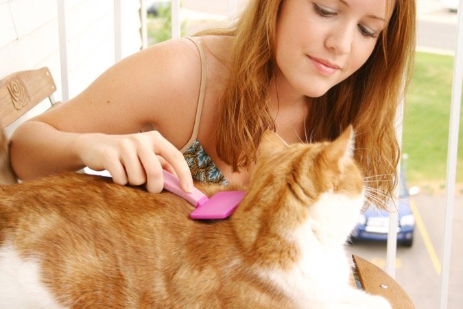 Brushing a cat