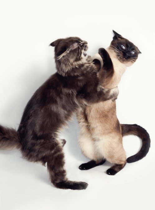 cats fighting 