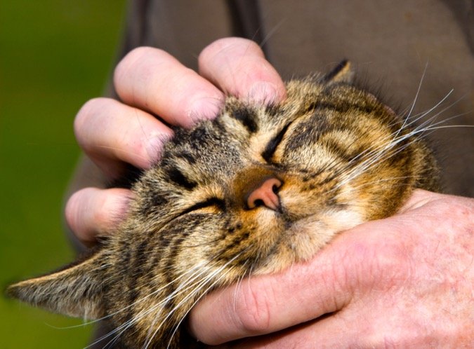 Rubbing a cat head