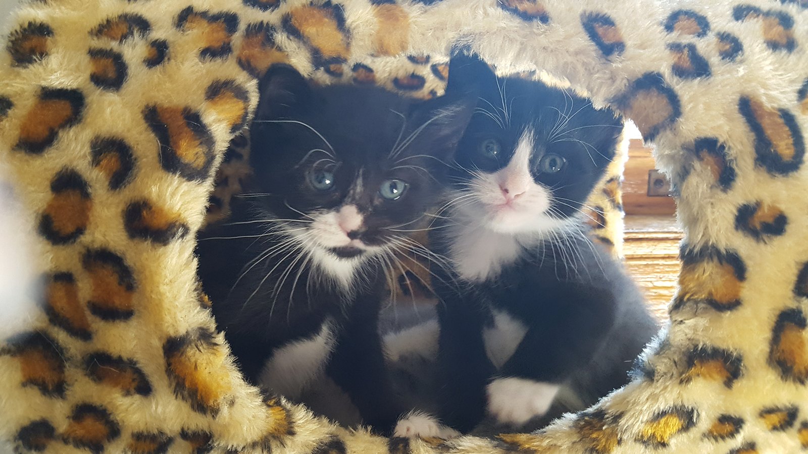 kittens