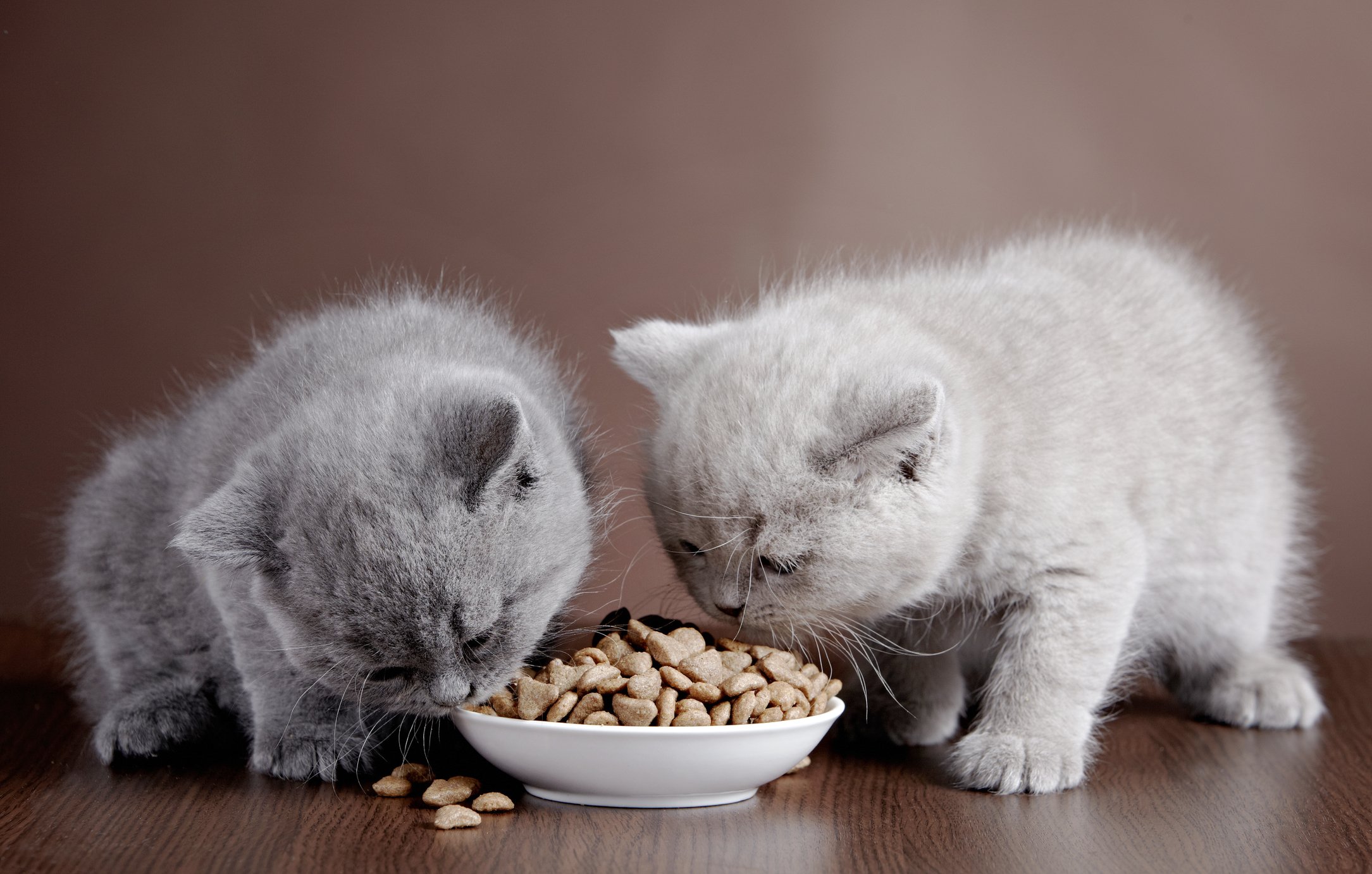 When do you 2024 start feeding kittens food