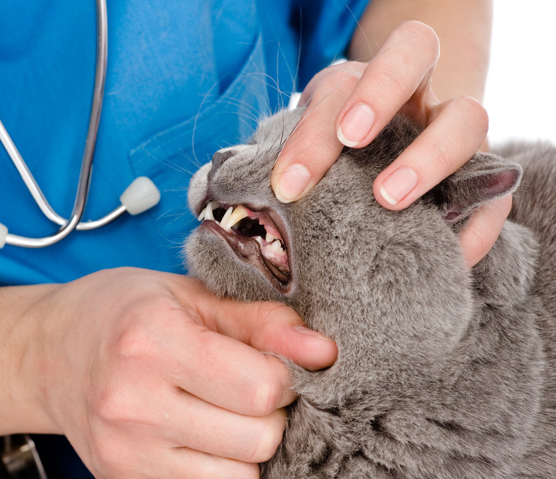 cat dental exam