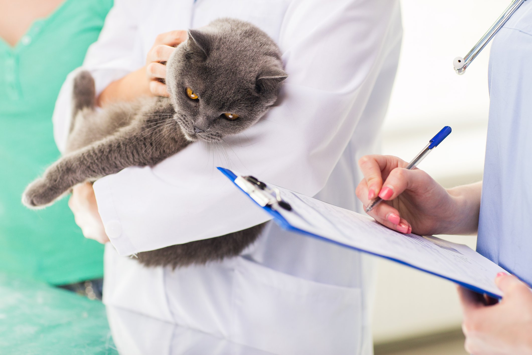 cat with vet