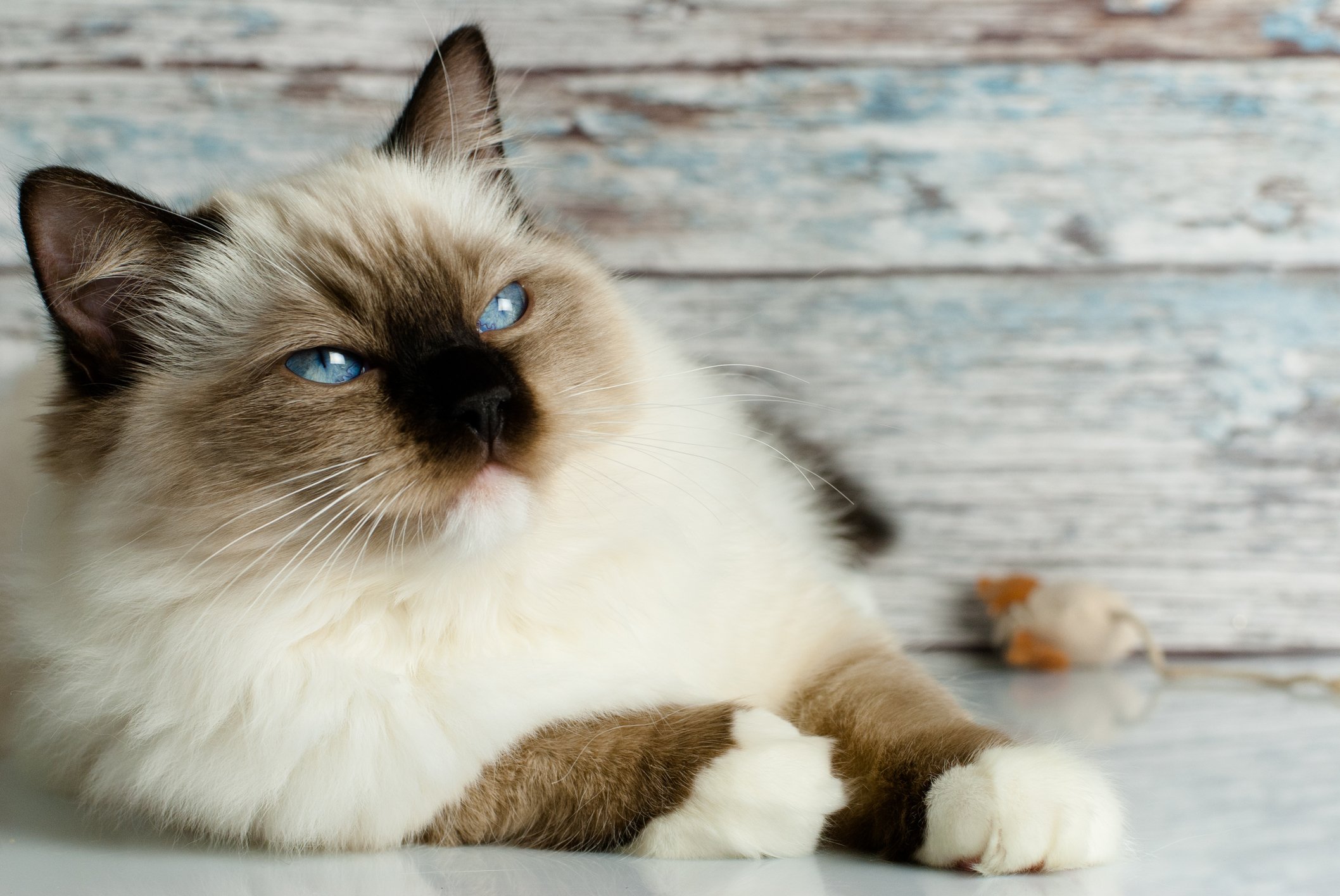 Genetics: Ragdoll Cat Hypertrophic Cardiomyopathy (HCM