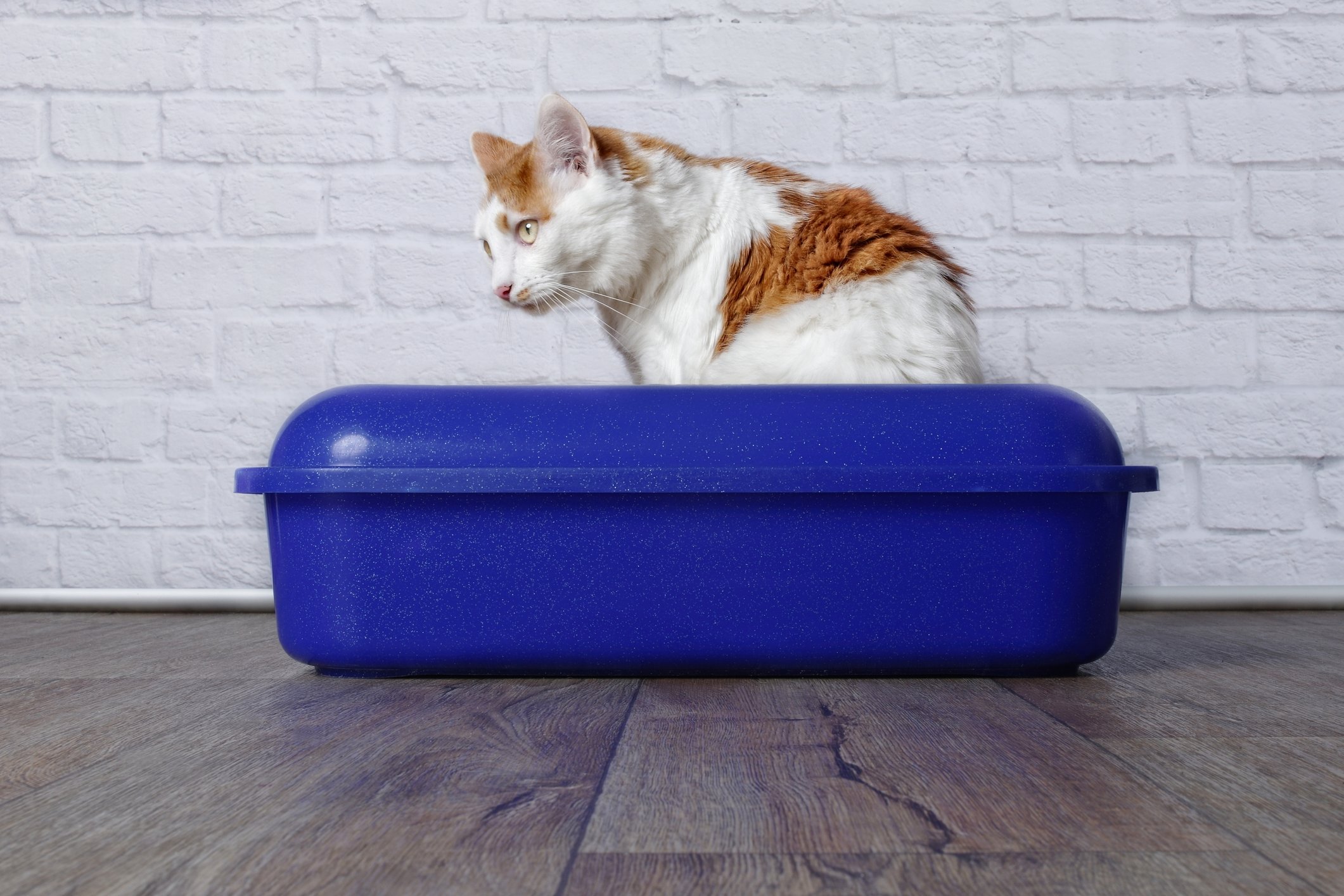 cat litter box