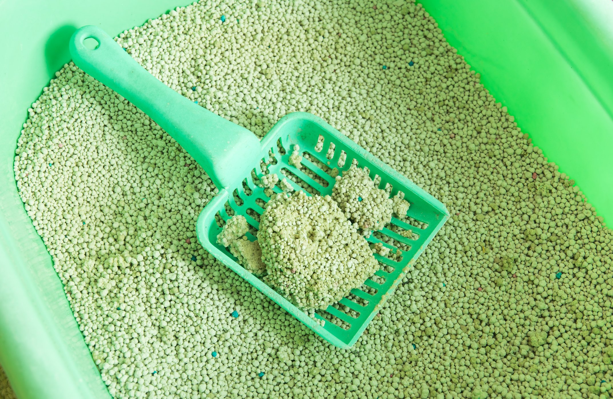 How To Choose The Best Cat Litter Tufts Catnip 6016