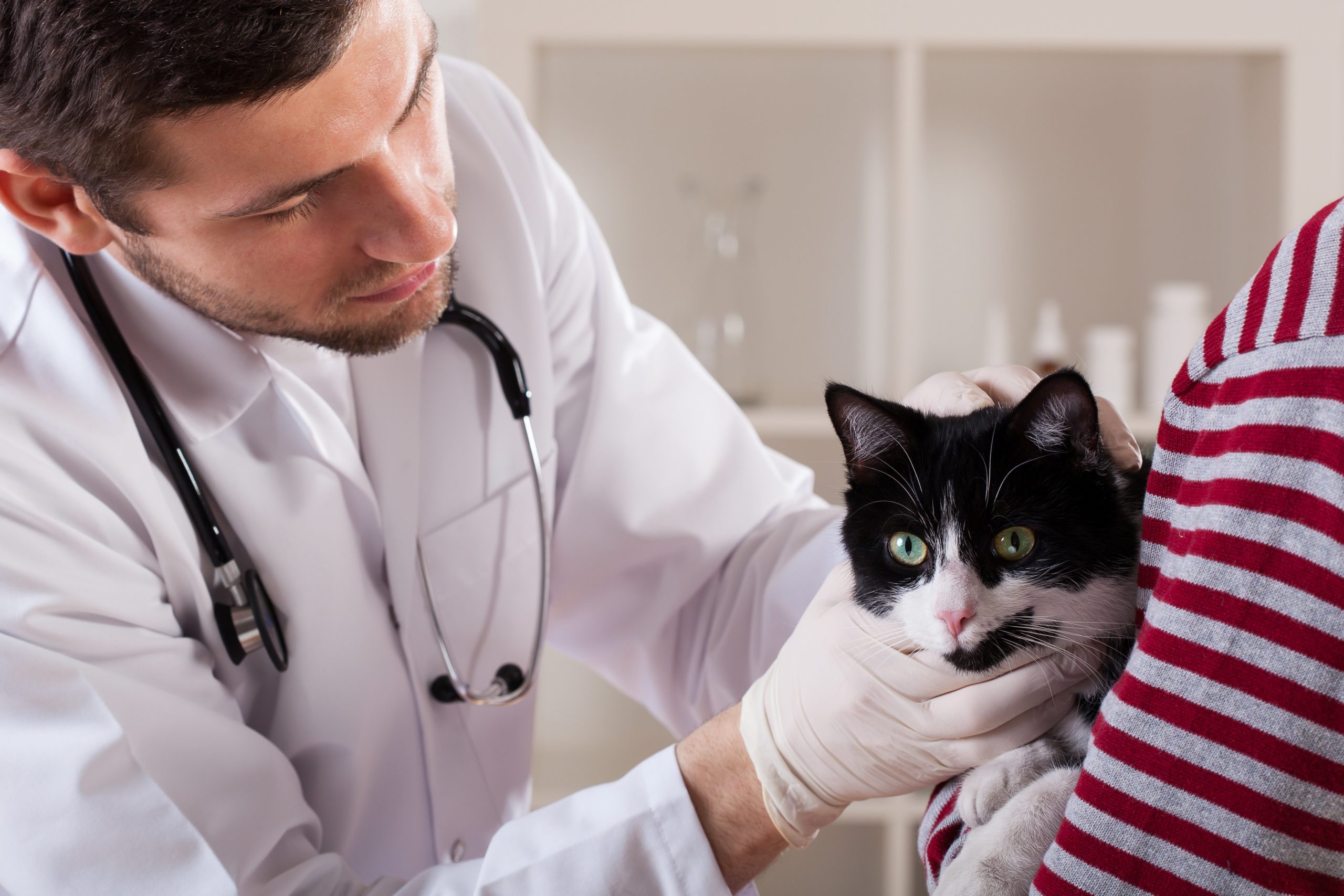 cat and vet