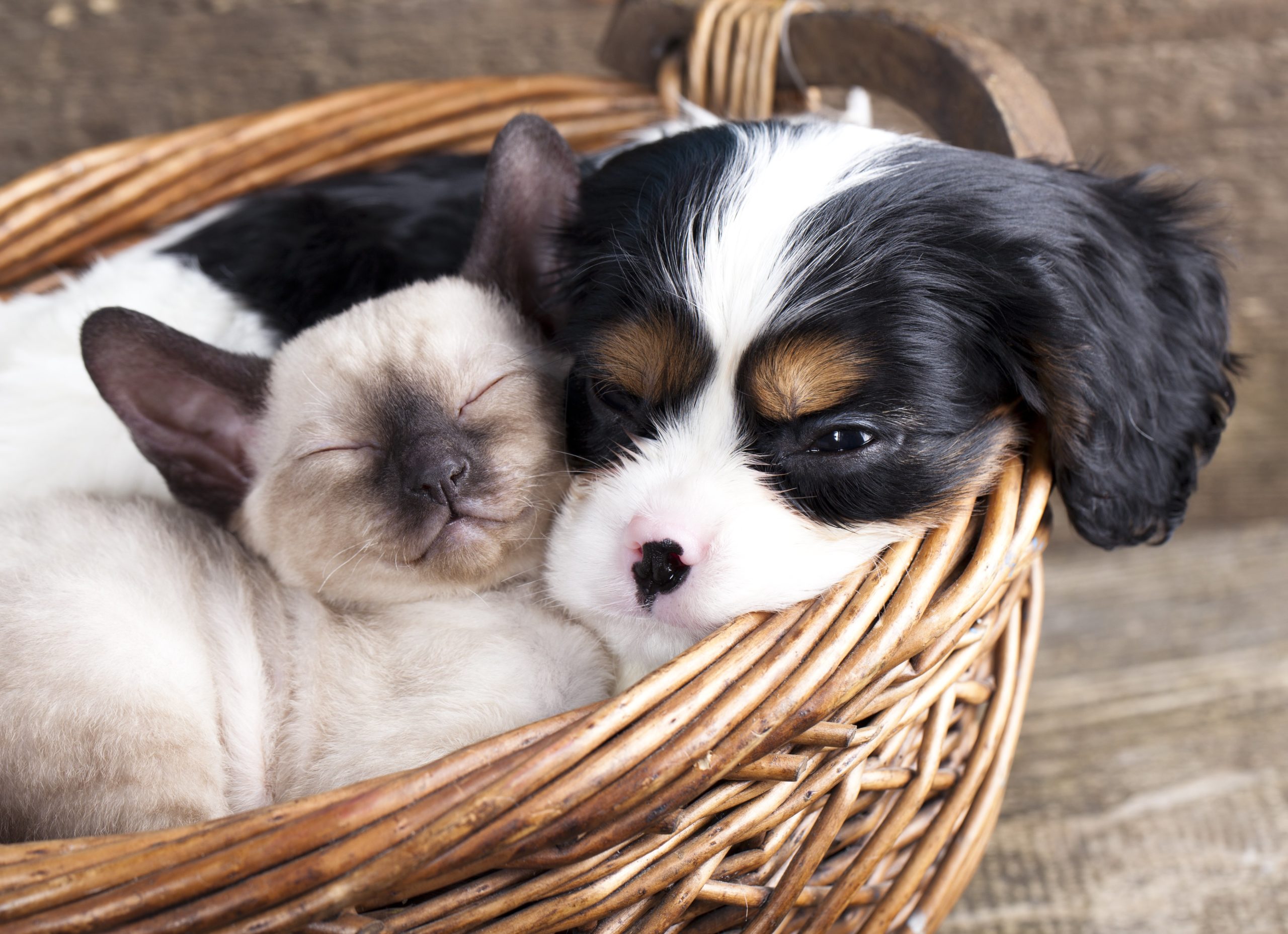 kitten and puppy