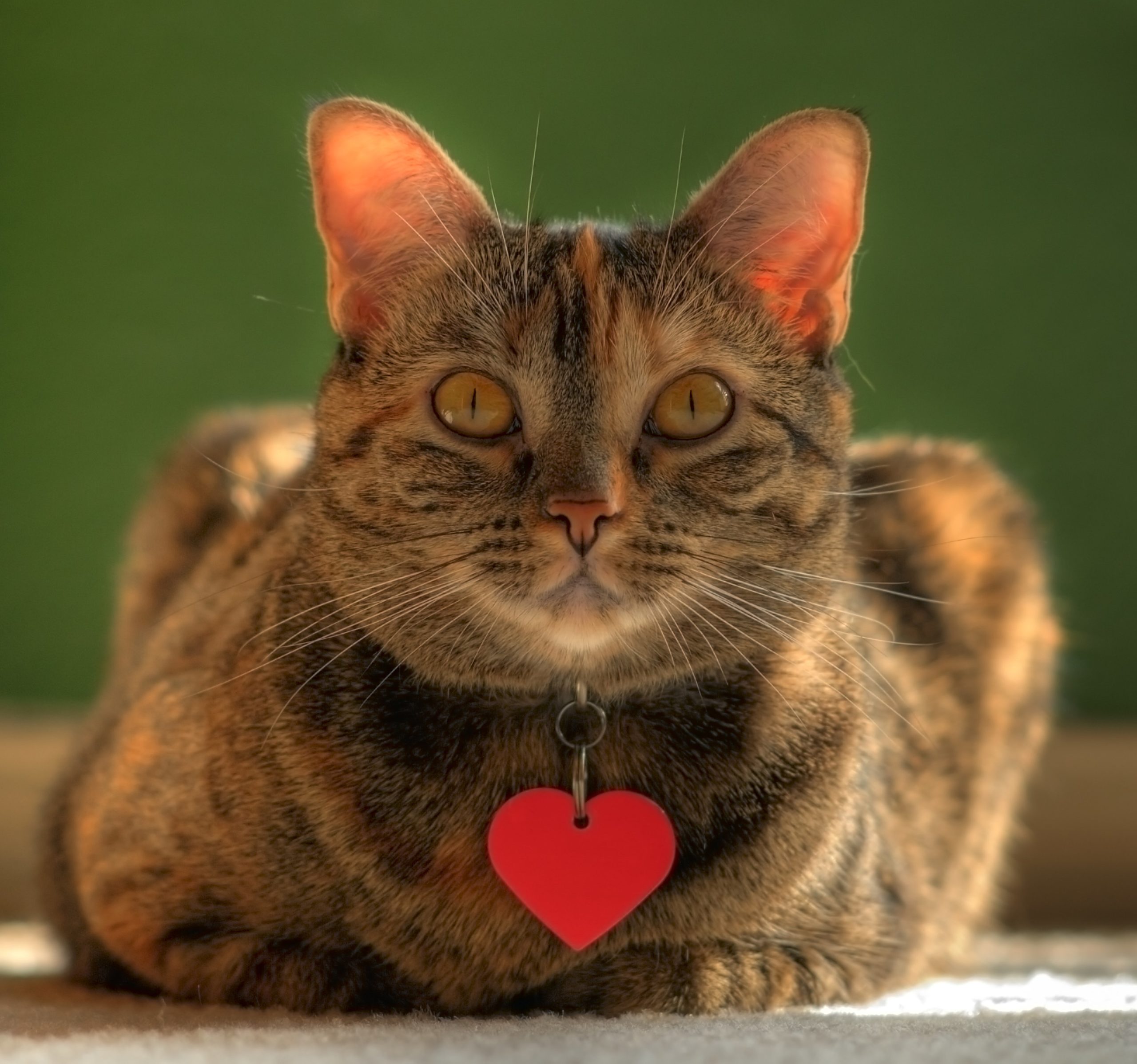 Have a Heart for Shelter Cats - Tufts Catnip