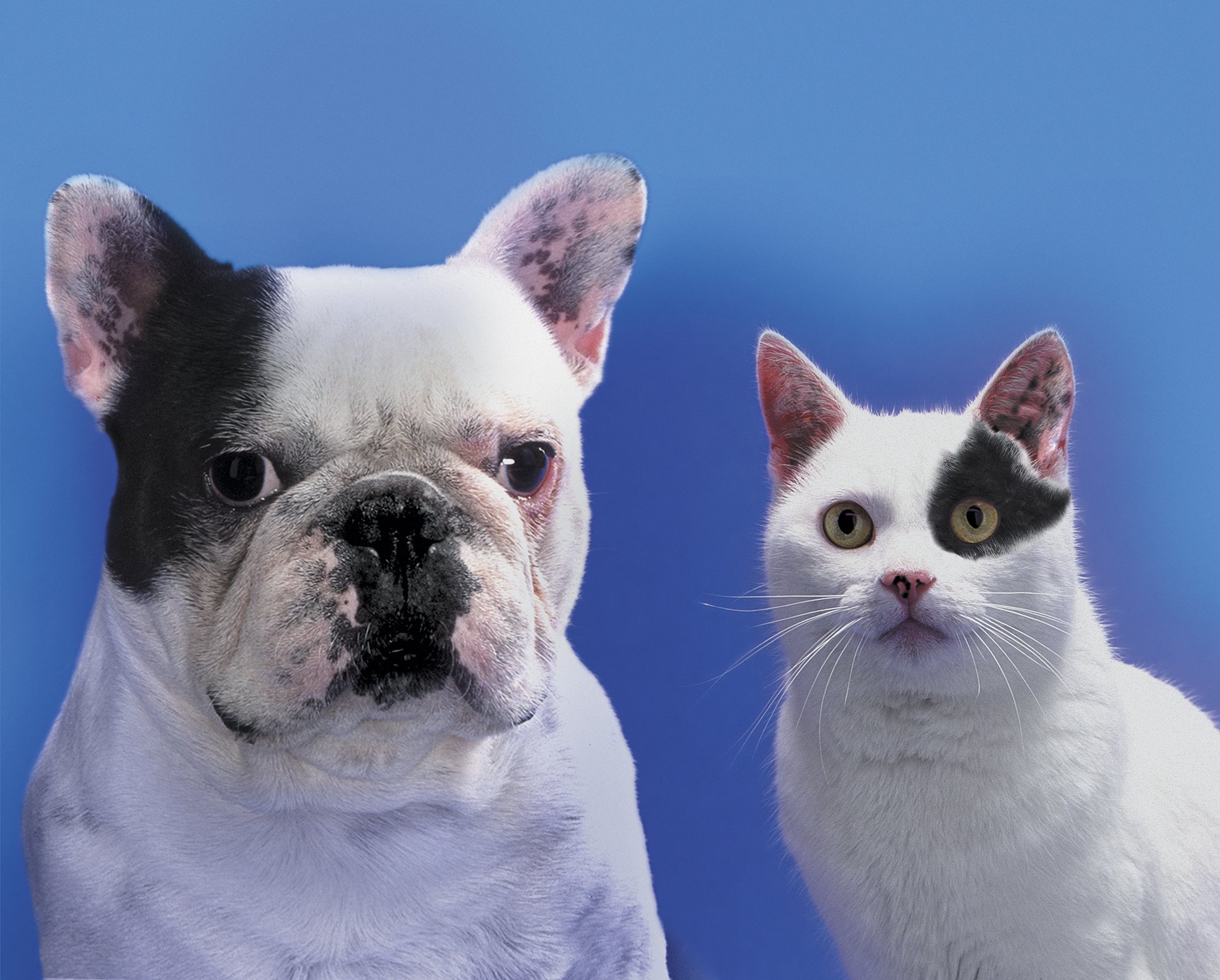 Are Dogs Really Smarter Than Cats?